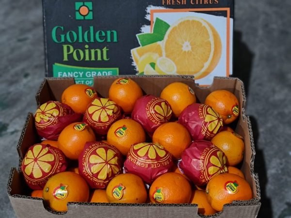 تصدير برتقال فالنشيا مسقط